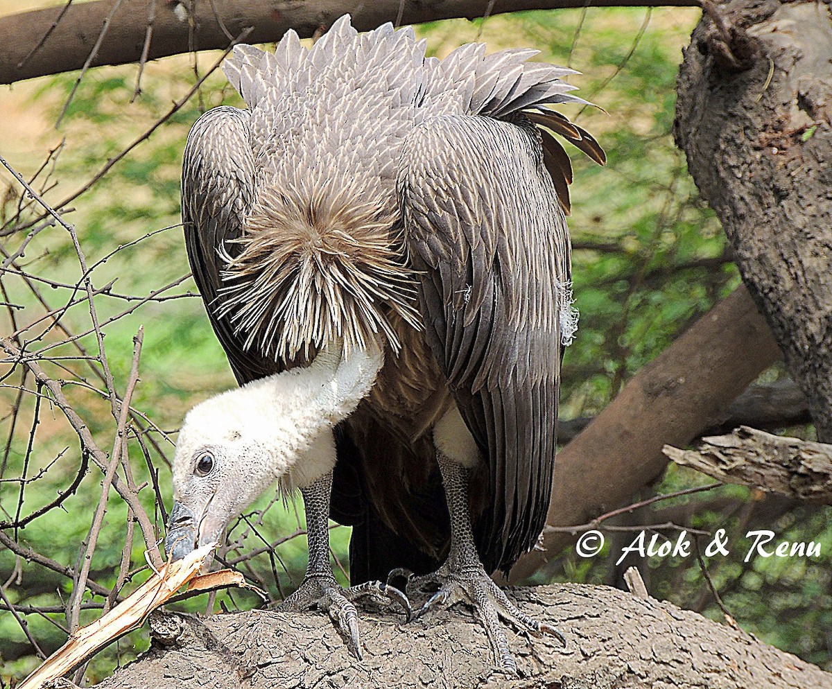 Indian Vulture - ML206050961