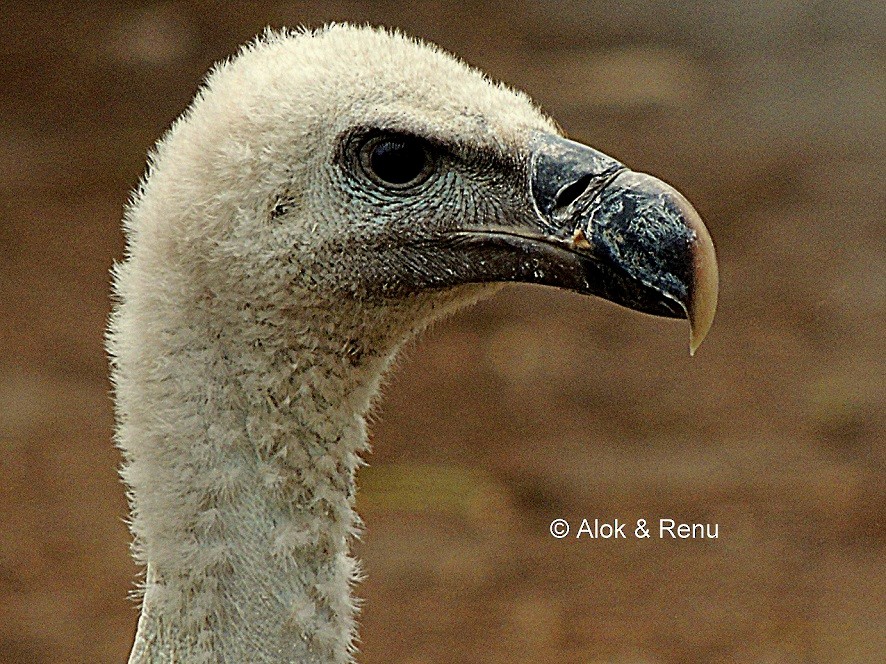 Indian Vulture - ML206050971