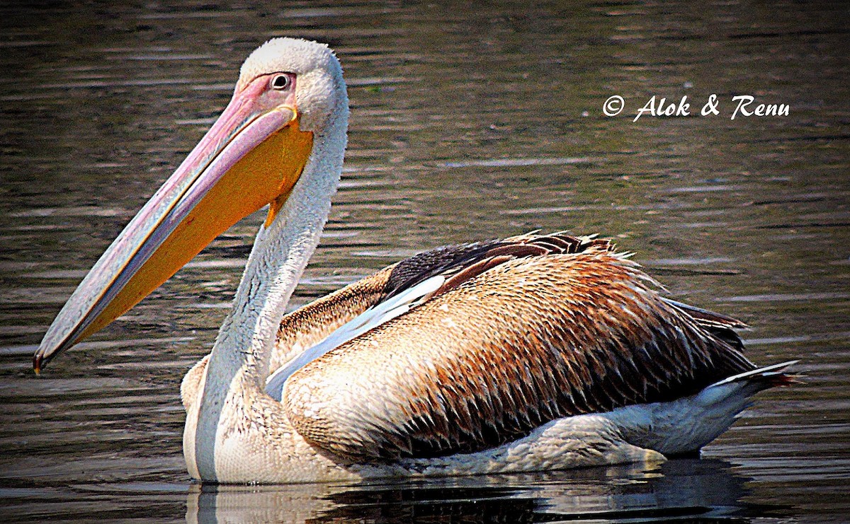 Great White Pelican - Alok Tewari