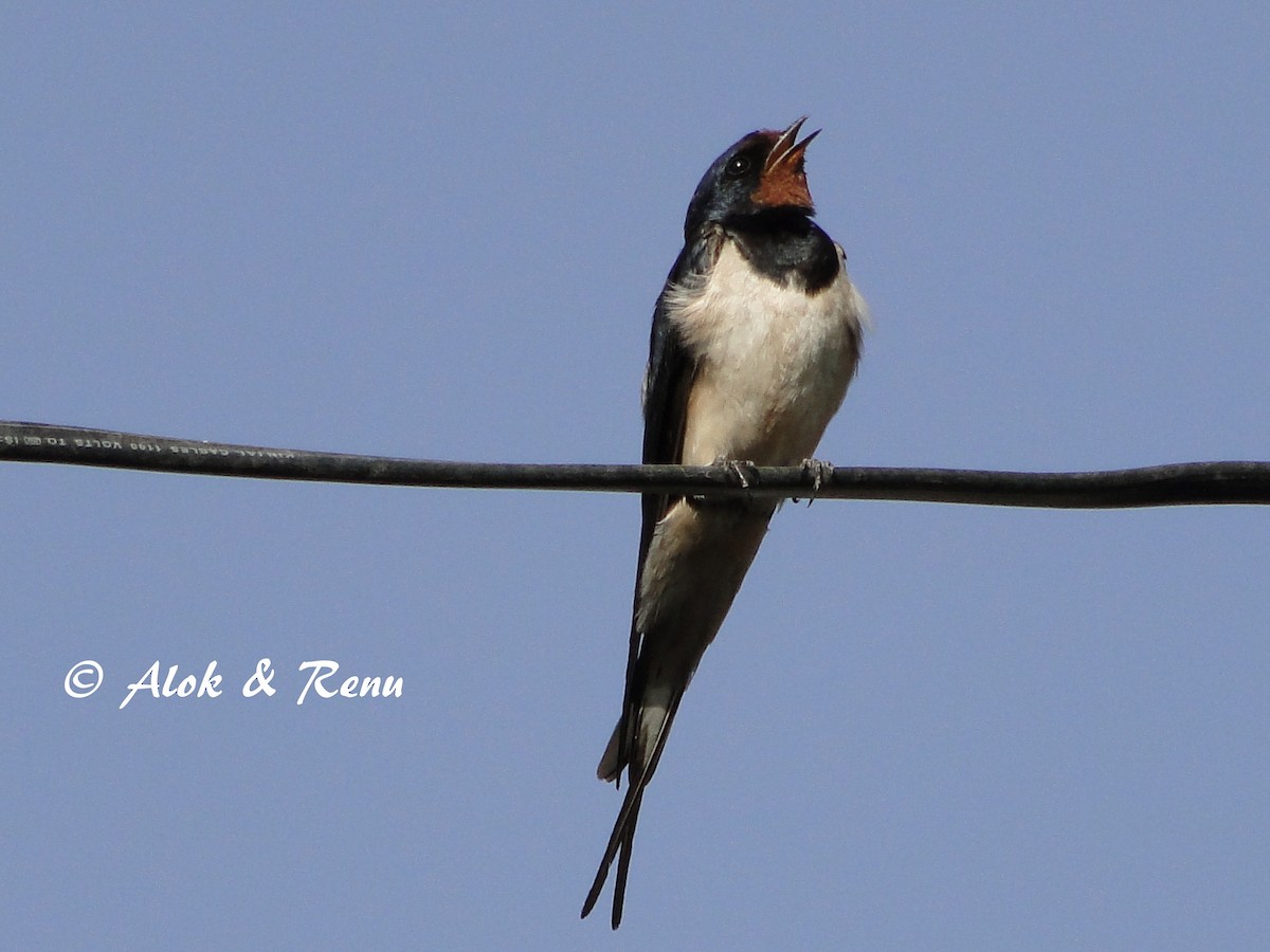 Barn Swallow (White-bellied) - Alok Tewari