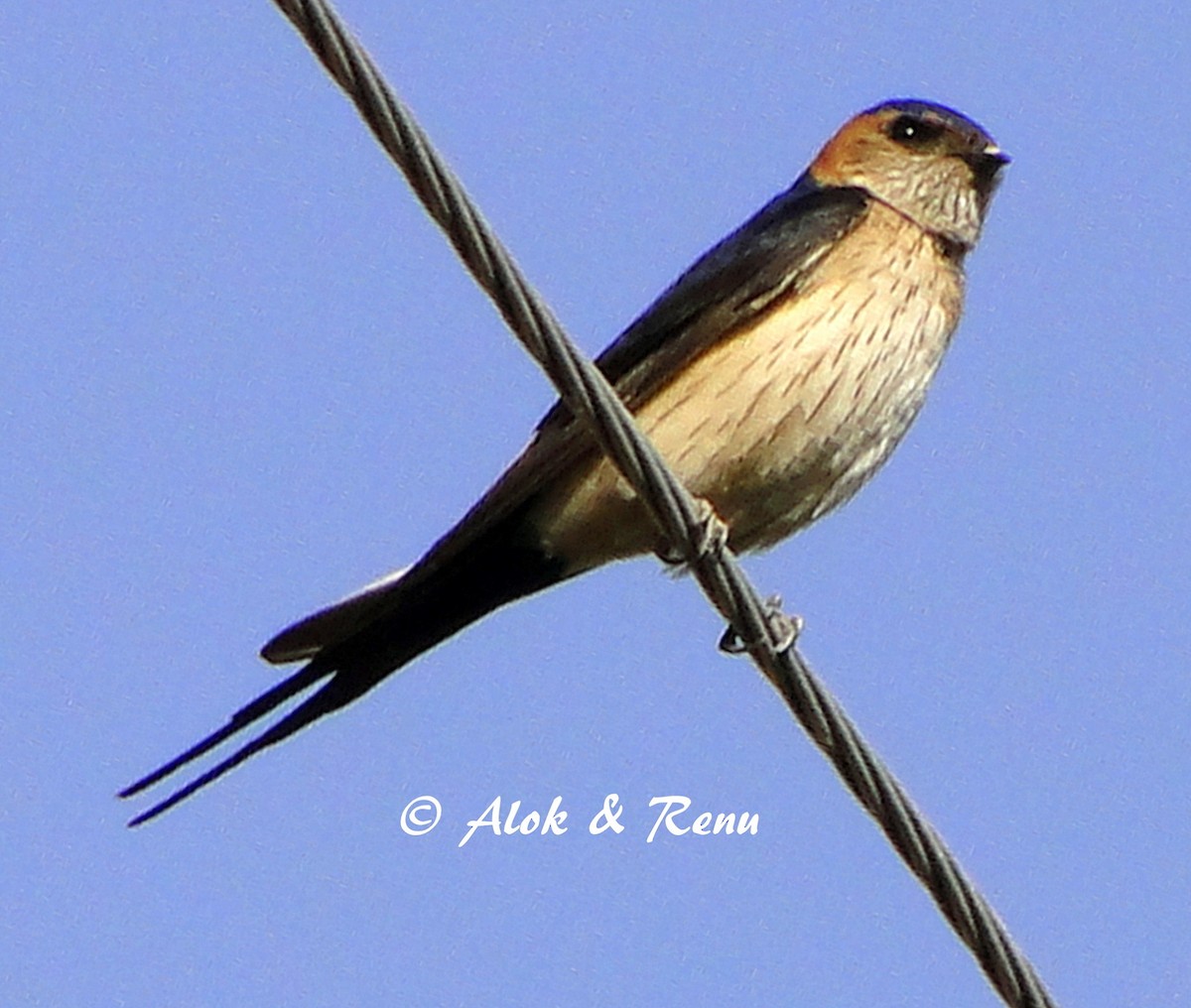 Red-rumped Swallow (Red-rumped) - ML206051151