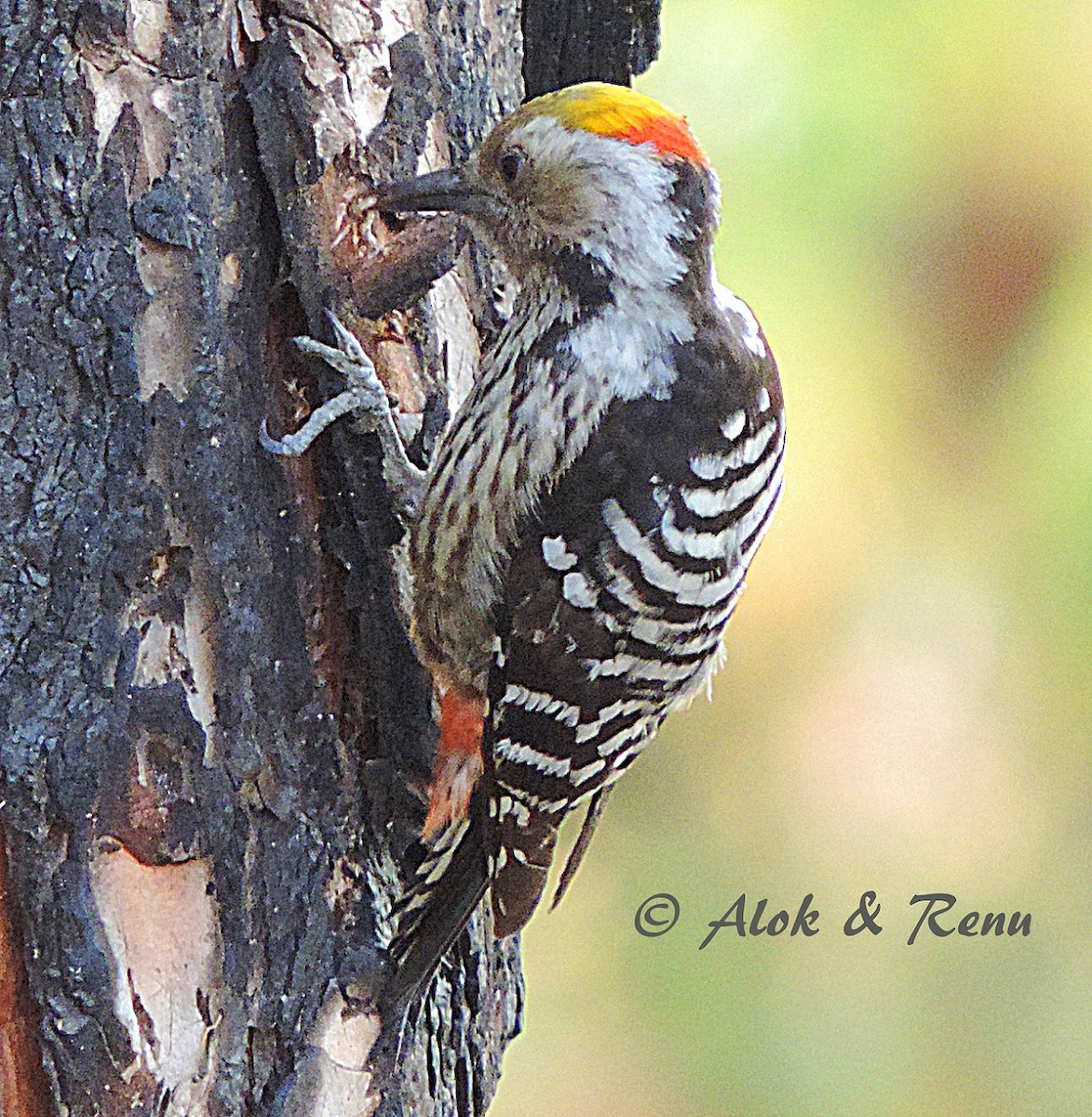 Brown-fronted Woodpecker - ML206051231