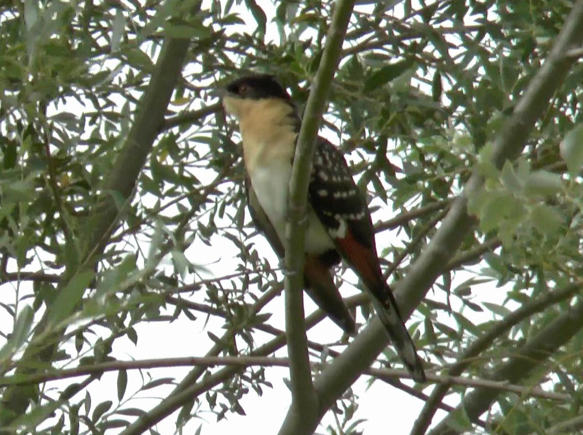 Great Spotted Cuckoo - Carles  Fabregat