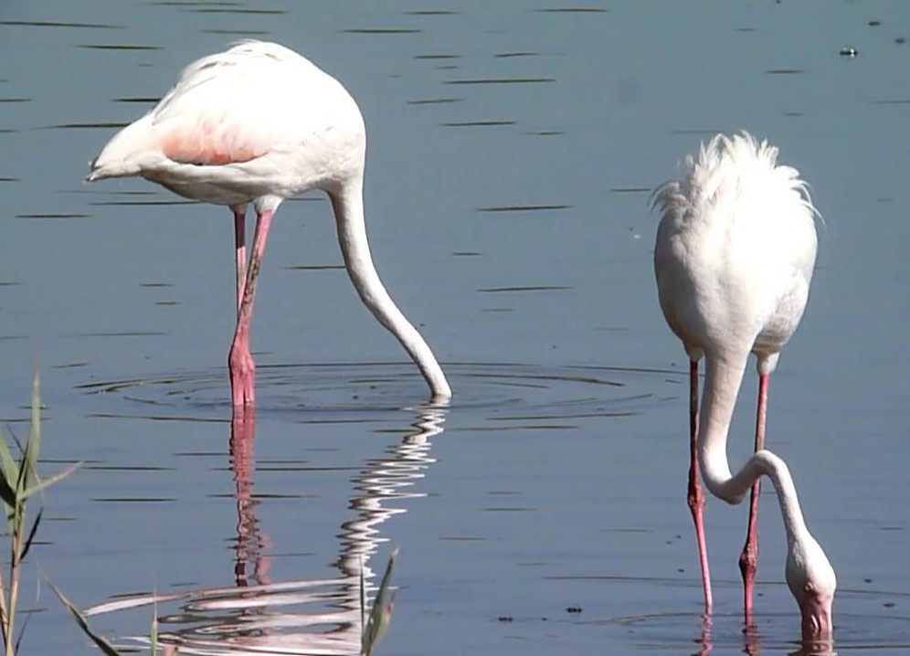 Greater Flamingo - Carles  Fabregat