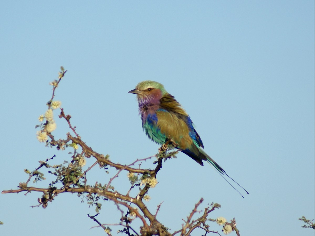 Lilac-breasted Roller - ML206051581