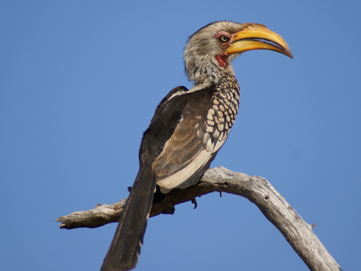 Southern Yellow-billed Hornbill - Juan Calvente