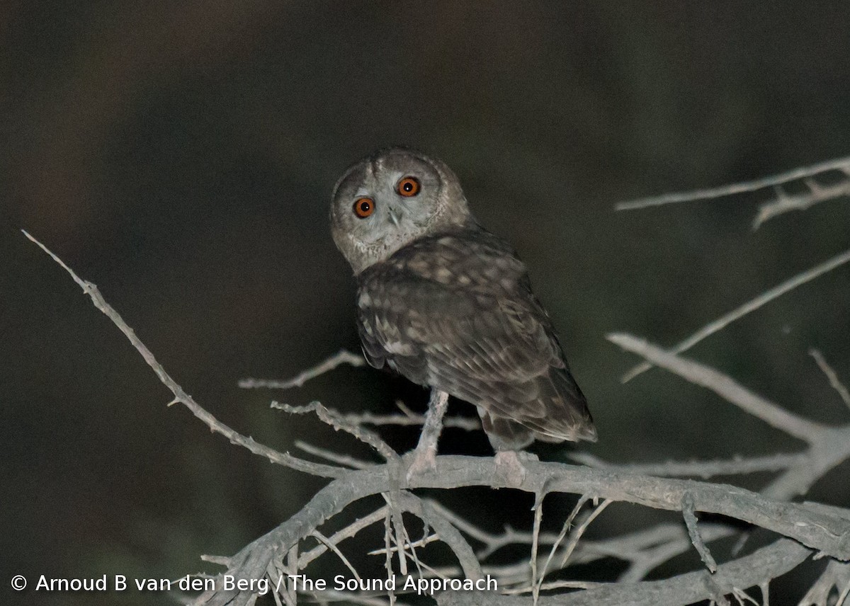 Omani Owl - Arnoud B. van den Berg