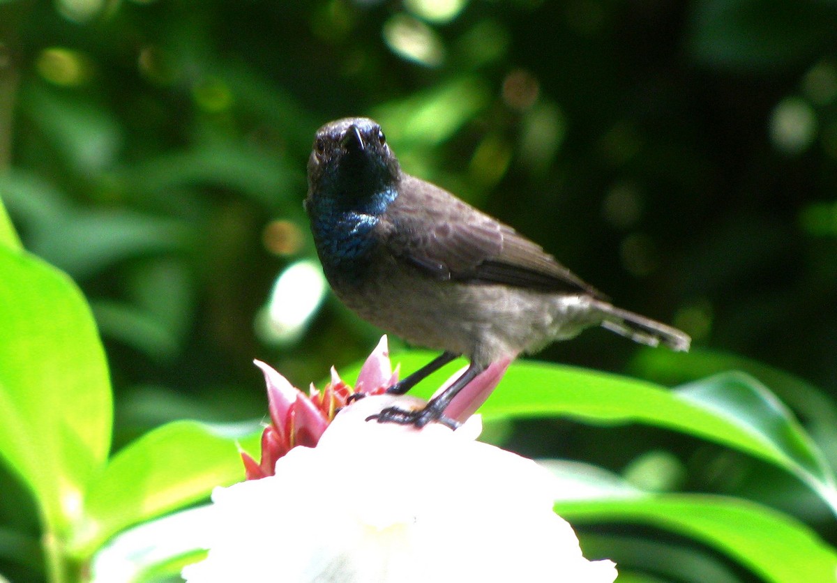 Seychelles Sunbird - Alfonso Barrada