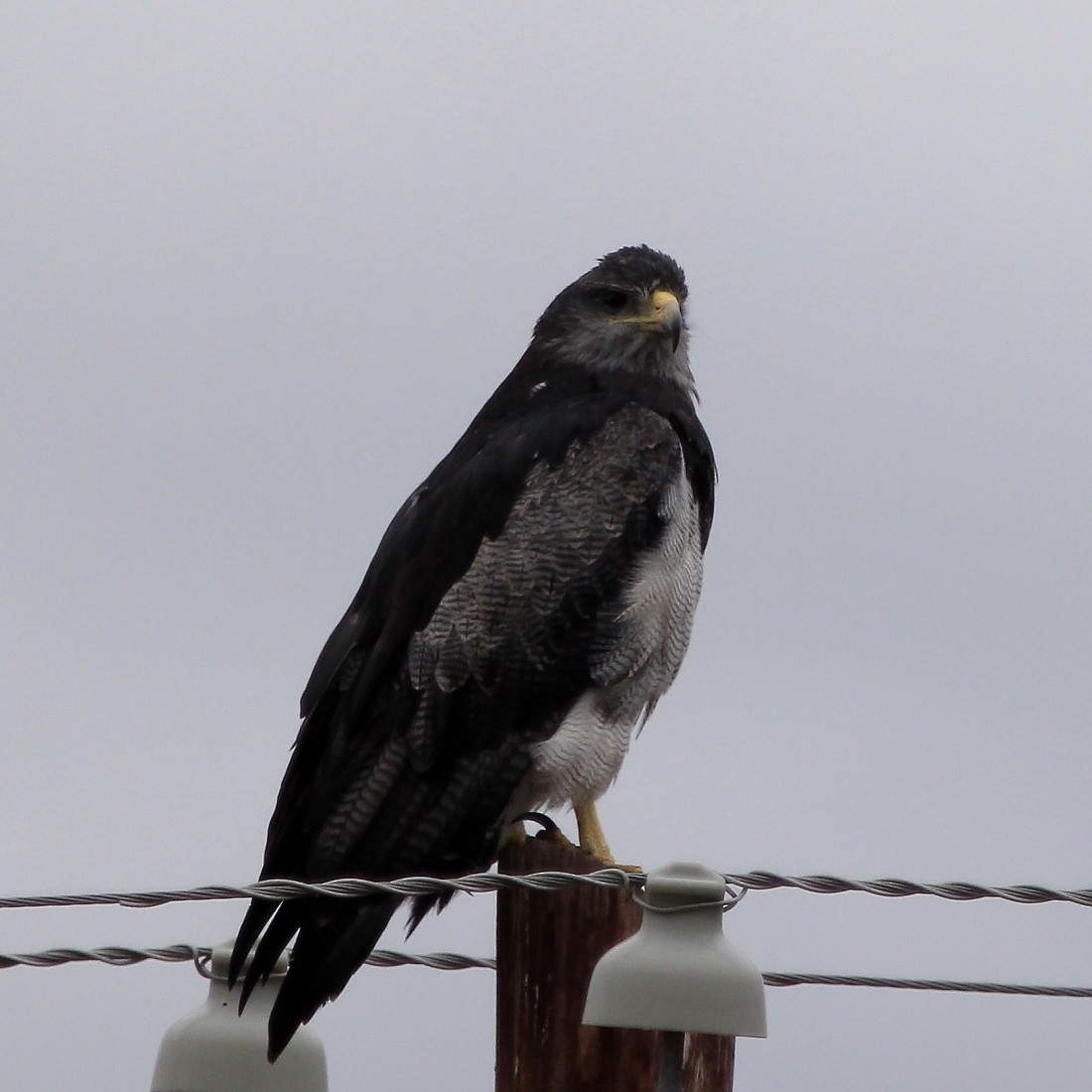 Black-chested Buzzard-Eagle - Kees (C.J.G.) Scharringa