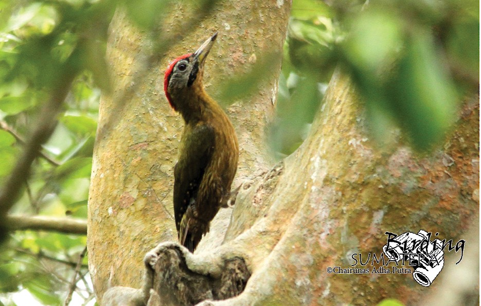 Laced Woodpecker - Chairunas Adha Putra