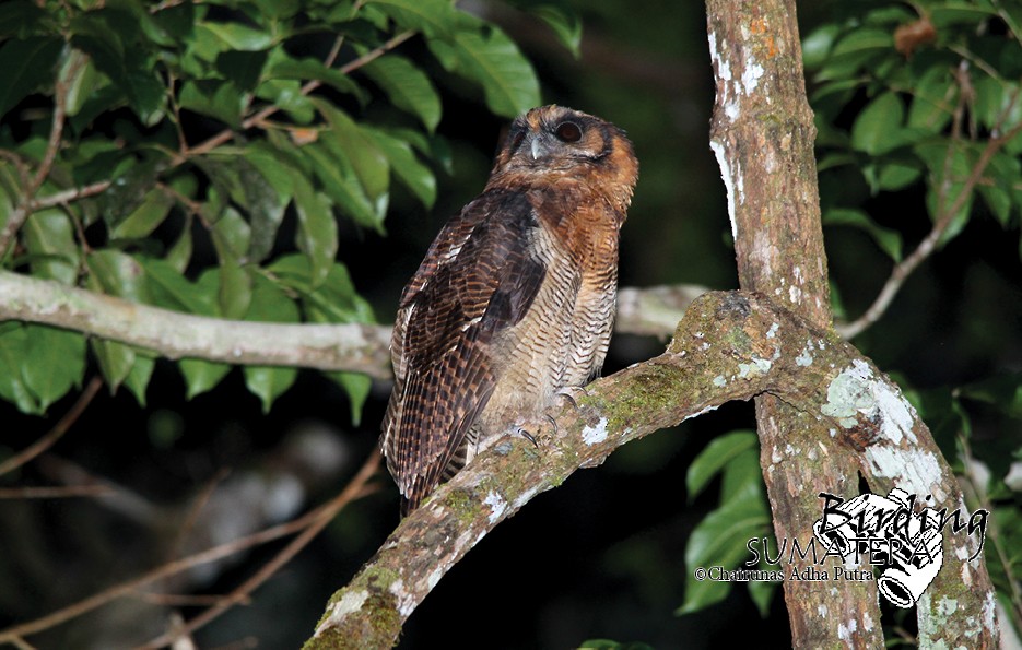 Brown Wood-Owl - Chairunas Adha Putra