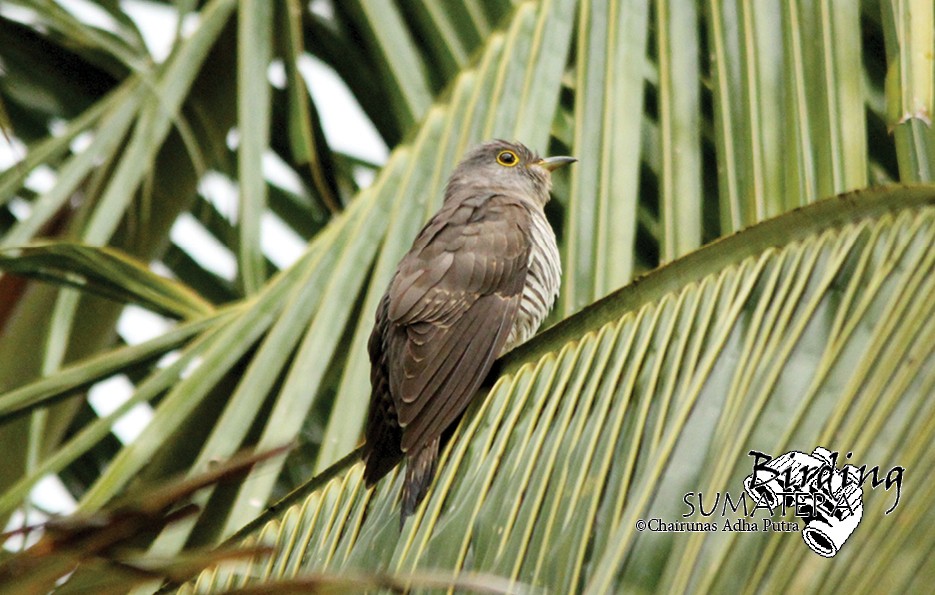Indian Cuckoo - Chairunas Adha Putra