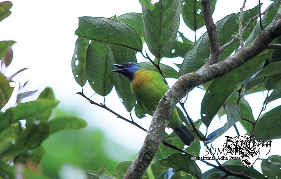 Blue-masked Leafbird - Chairunas Adha Putra