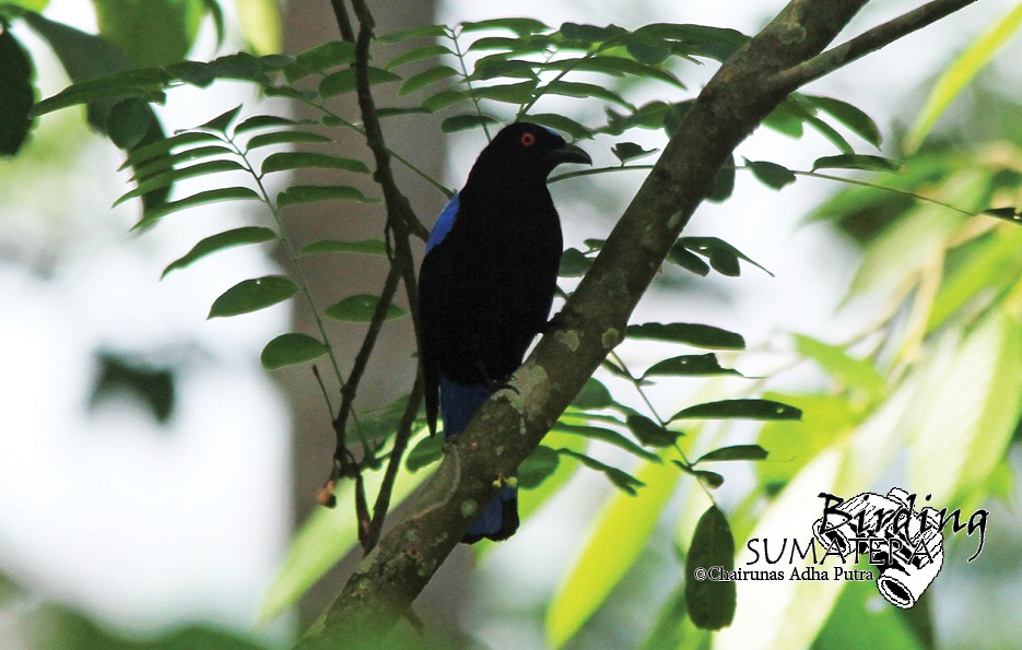 Asian Fairy-bluebird - Chairunas Adha Putra