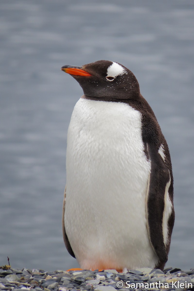 Gentoo Penguin - ML206052581