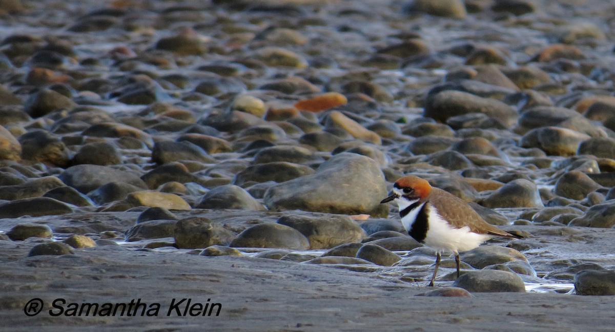 Two-banded Plover - Samantha Klein