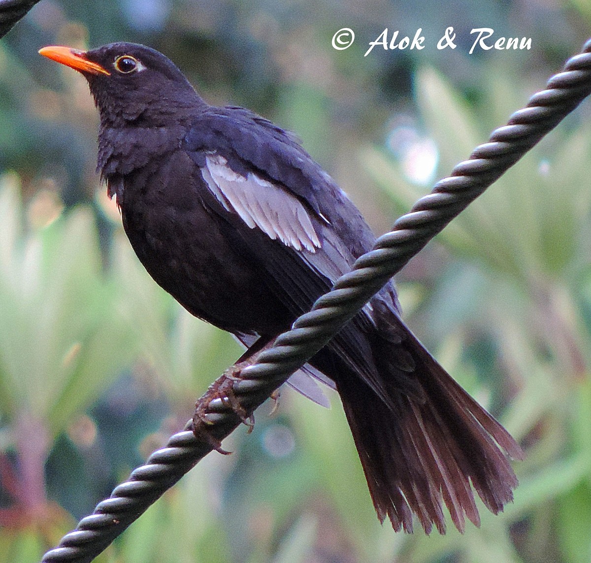 Gray-winged Blackbird - Alok Tewari
