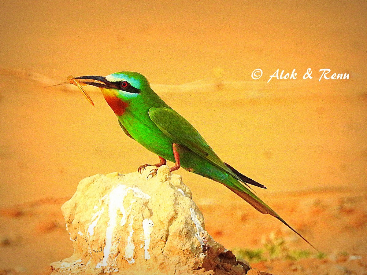 Blue-cheeked Bee-eater - ML206053151
