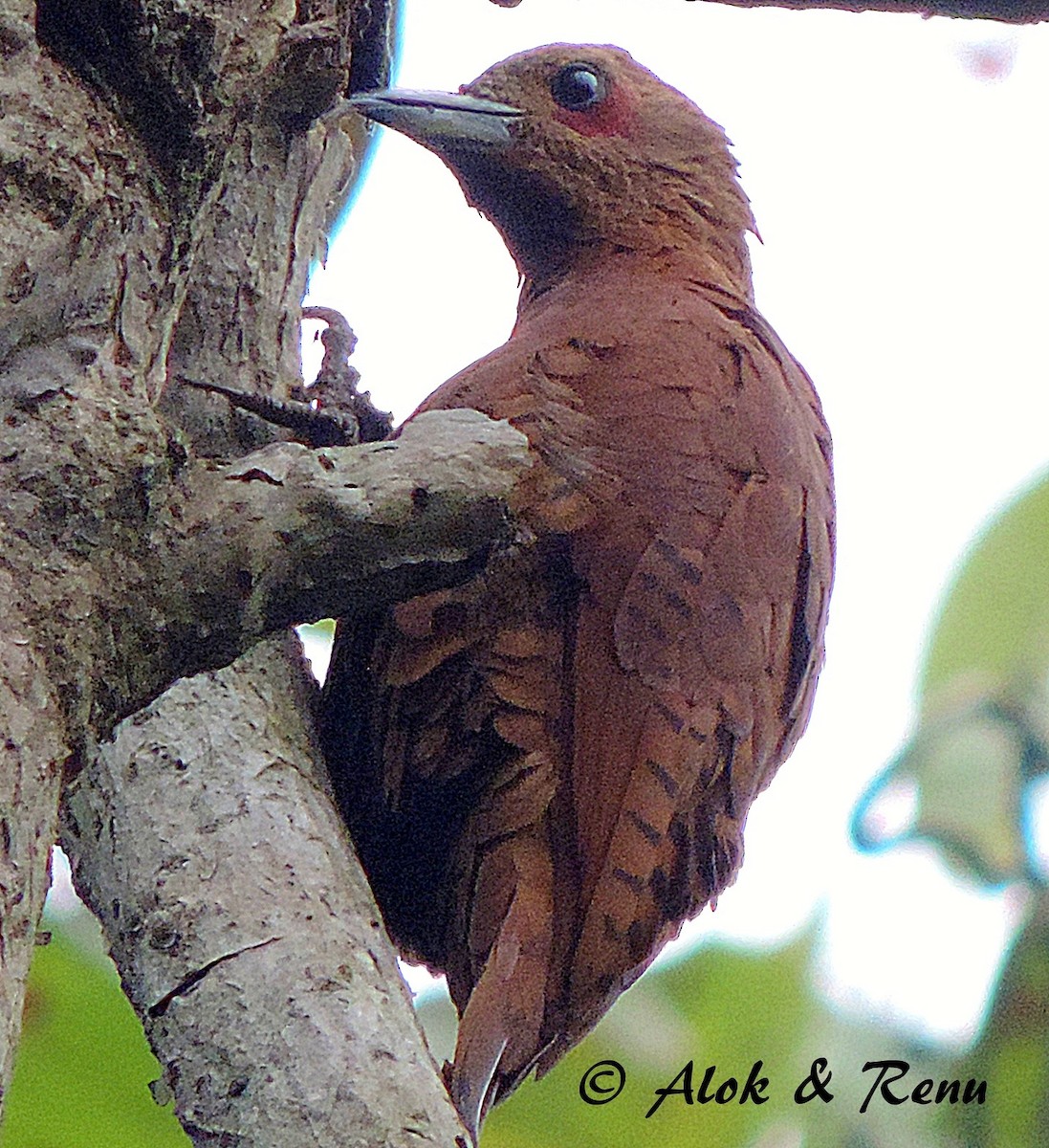 Rufous Woodpecker - Alok Tewari