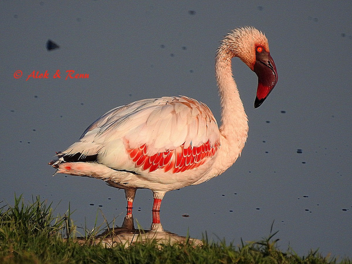 Lesser Flamingo - ML206053261