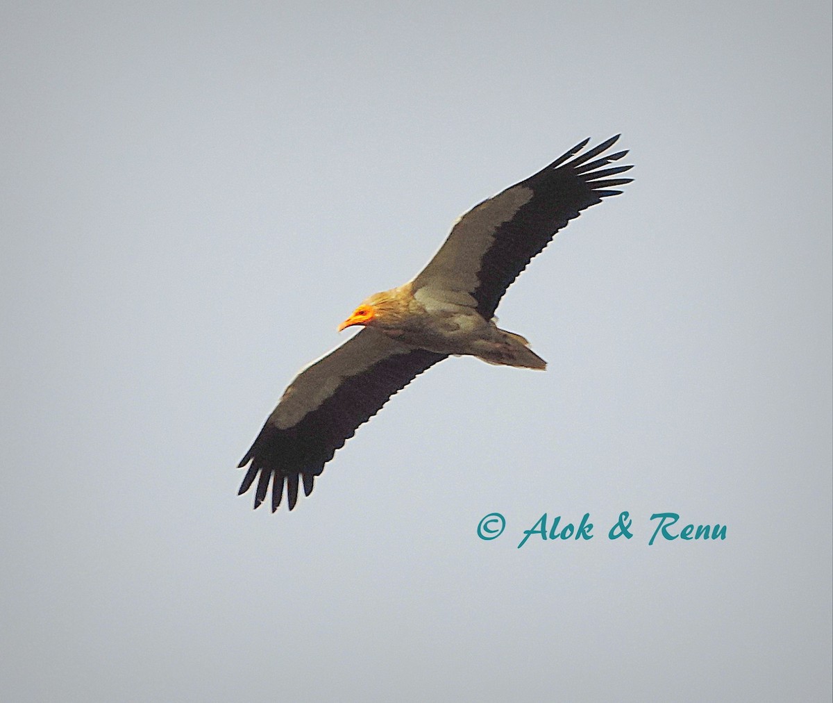 Egyptian Vulture - Alok Tewari