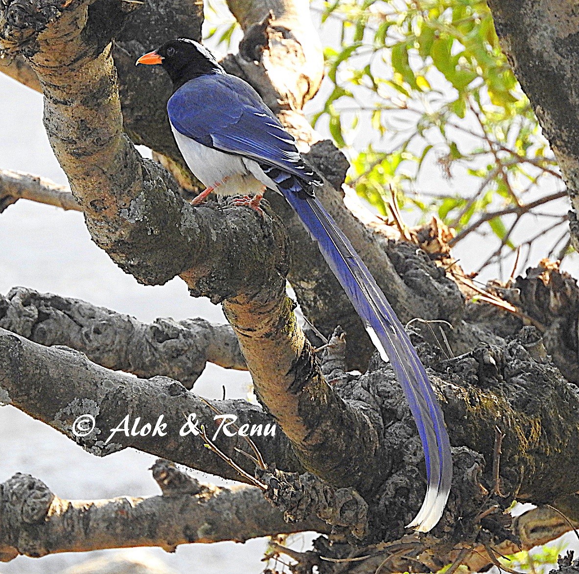 Red-billed Blue-Magpie - Alok Tewari