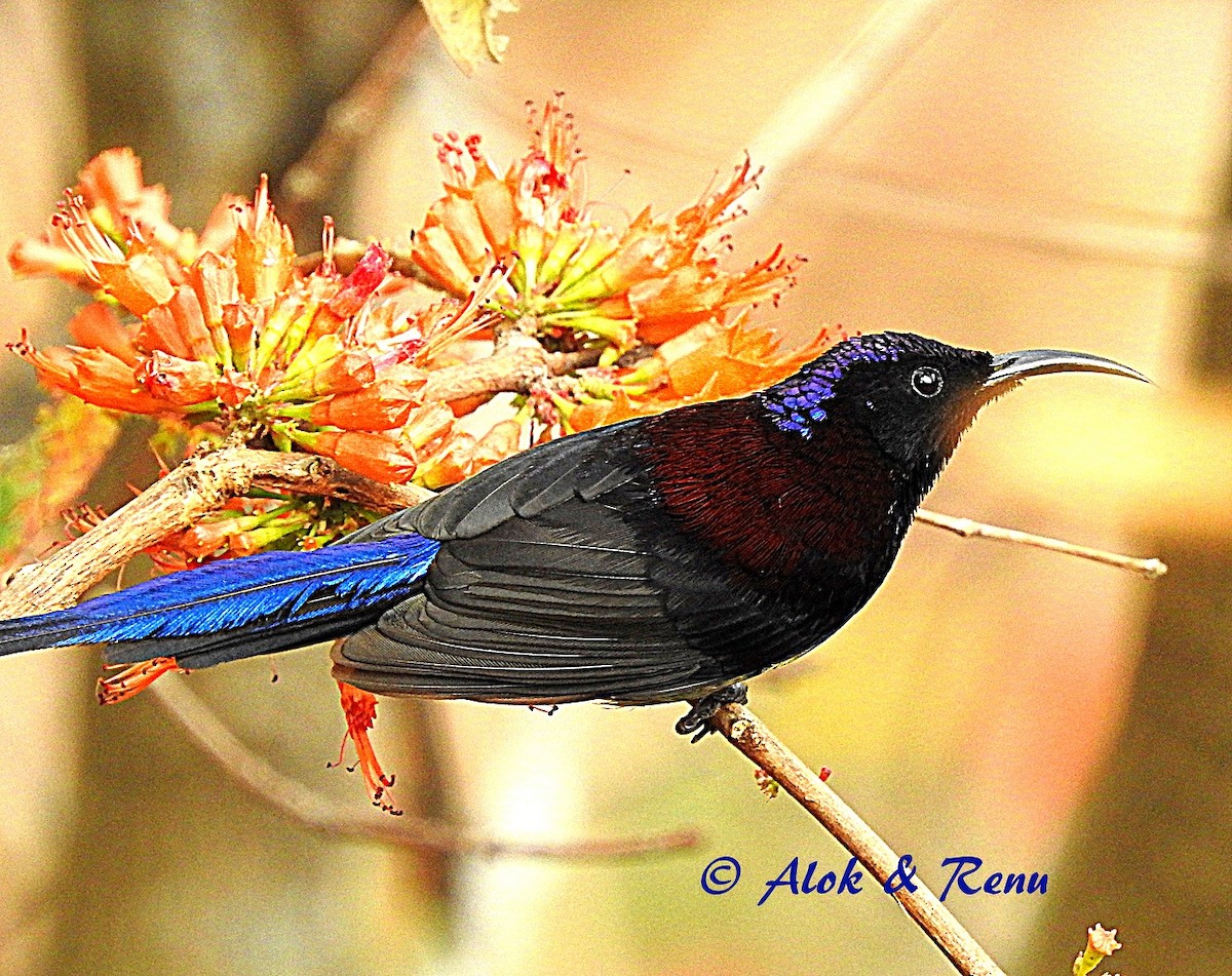 Black-throated Sunbird - Alok Tewari