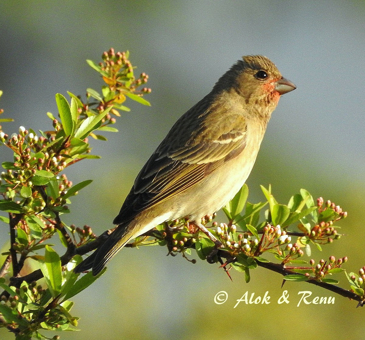 Common Rosefinch - Alok Tewari