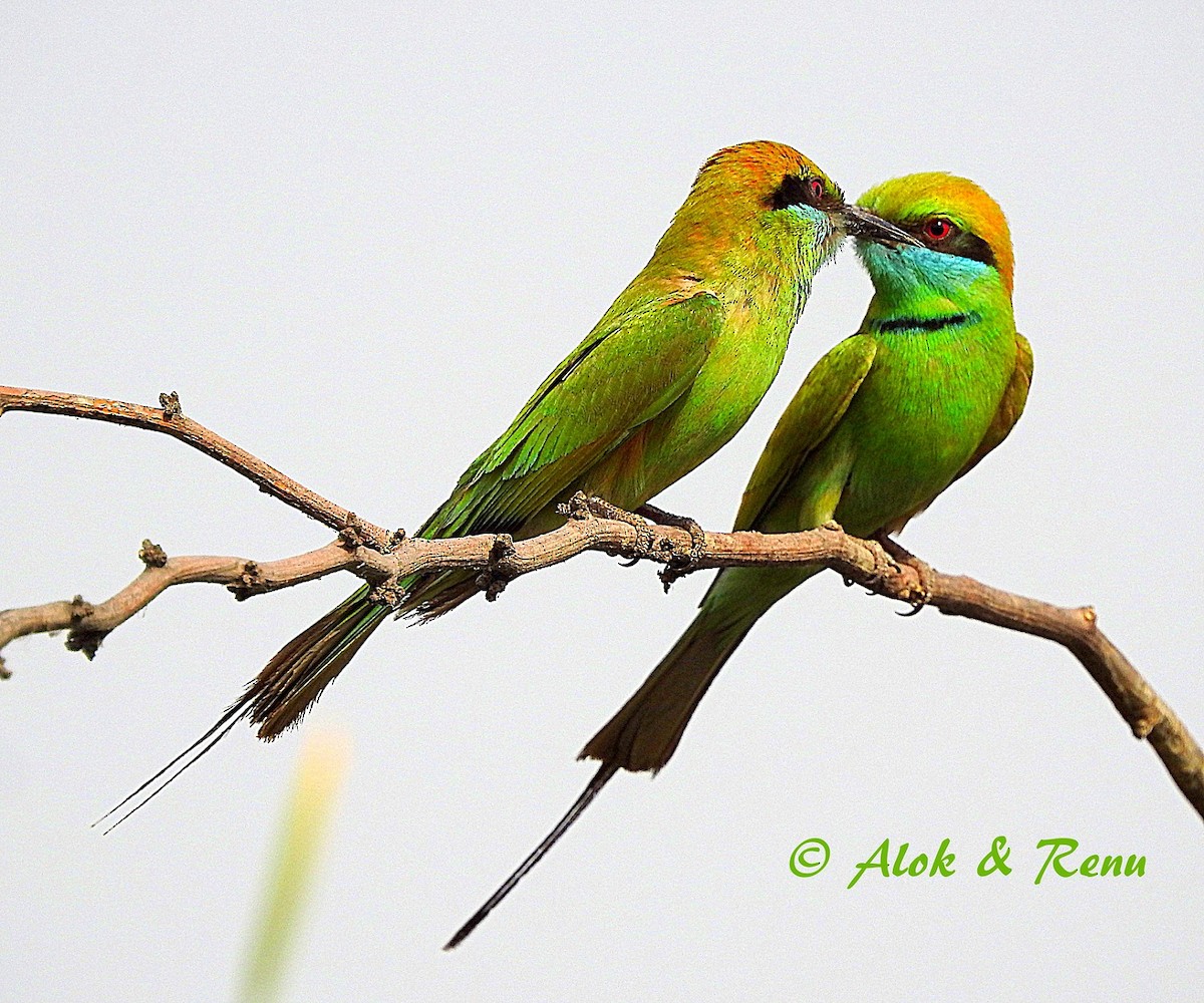 Asian Green Bee-eater - Alok Tewari