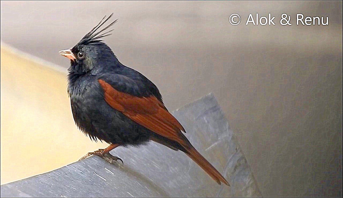 Crested Bunting - ML206053581