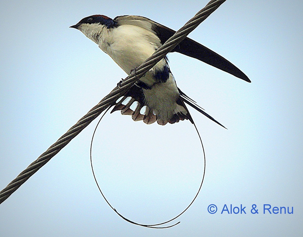 Wire-tailed Swallow - Alok Tewari