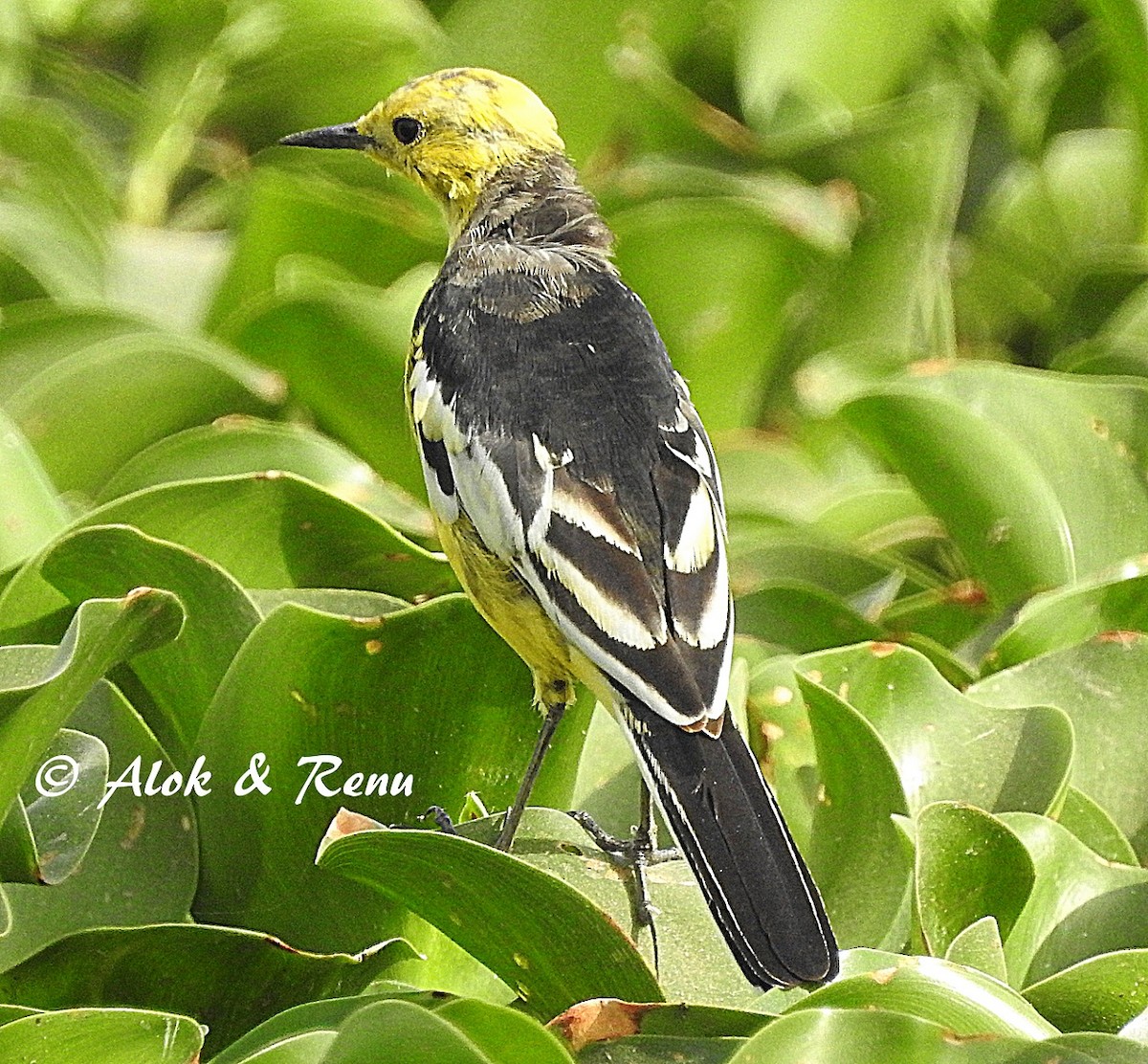 Citrine Wagtail (Black-backed) - ML206053731