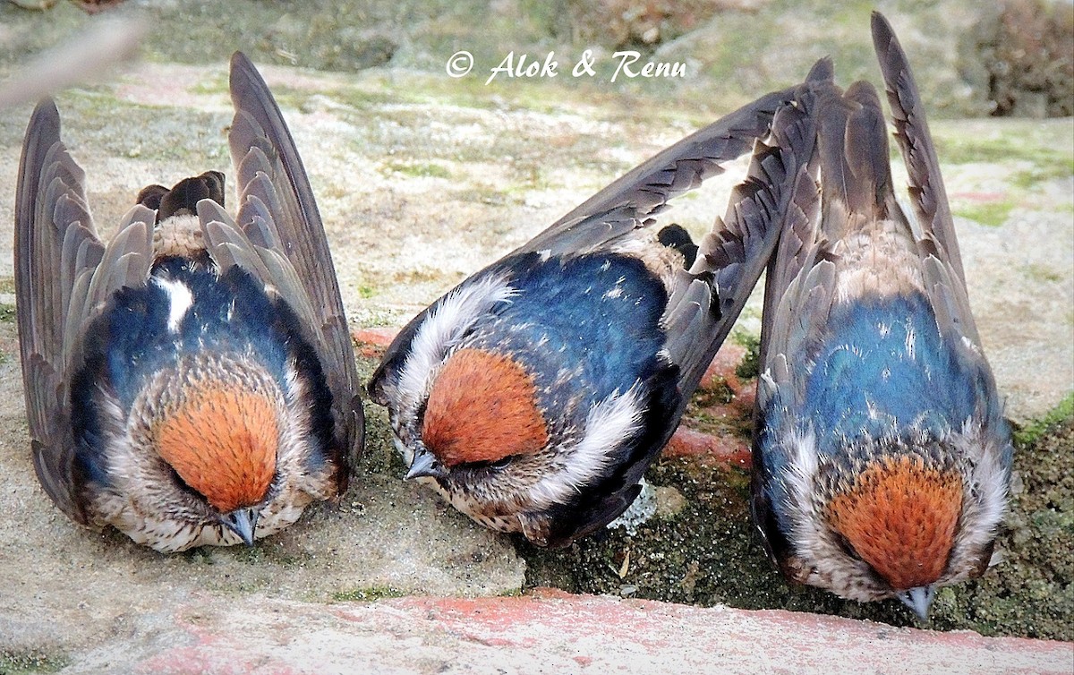Streak-throated Swallow - Alok Tewari