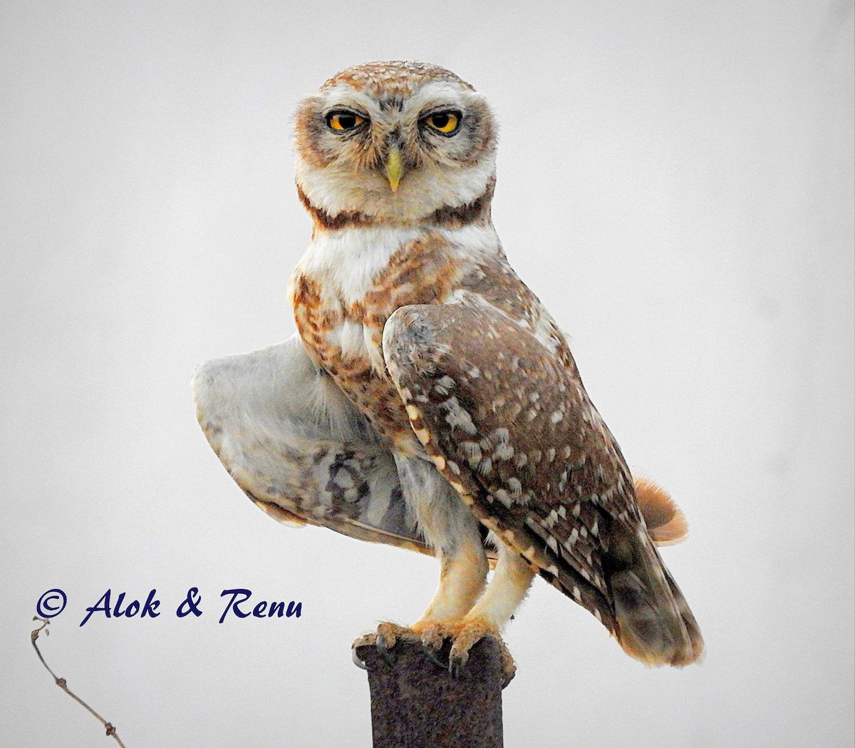 Spotted Owlet - Alok Tewari