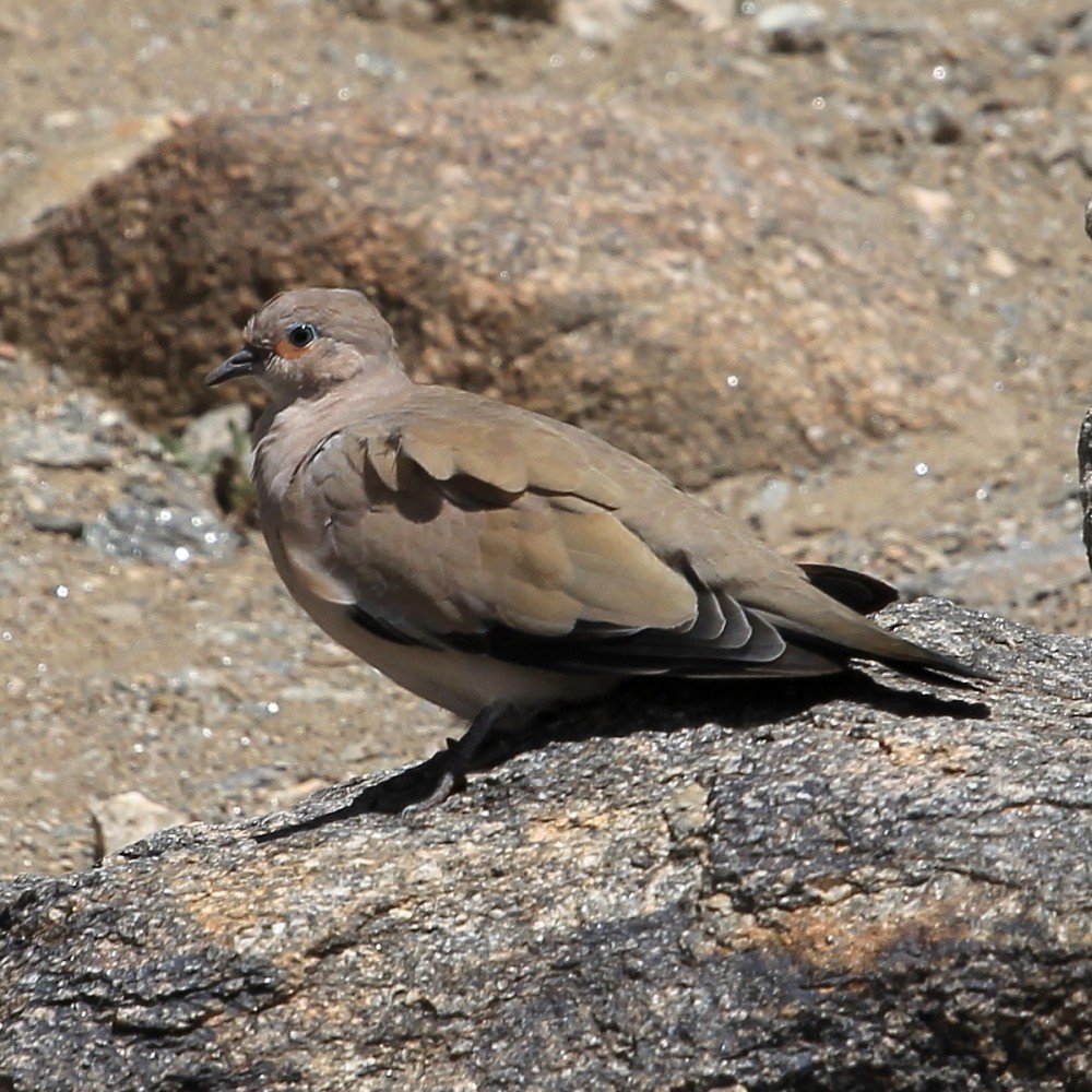 Black-winged Ground Dove - Kees (C.J.G.) Scharringa