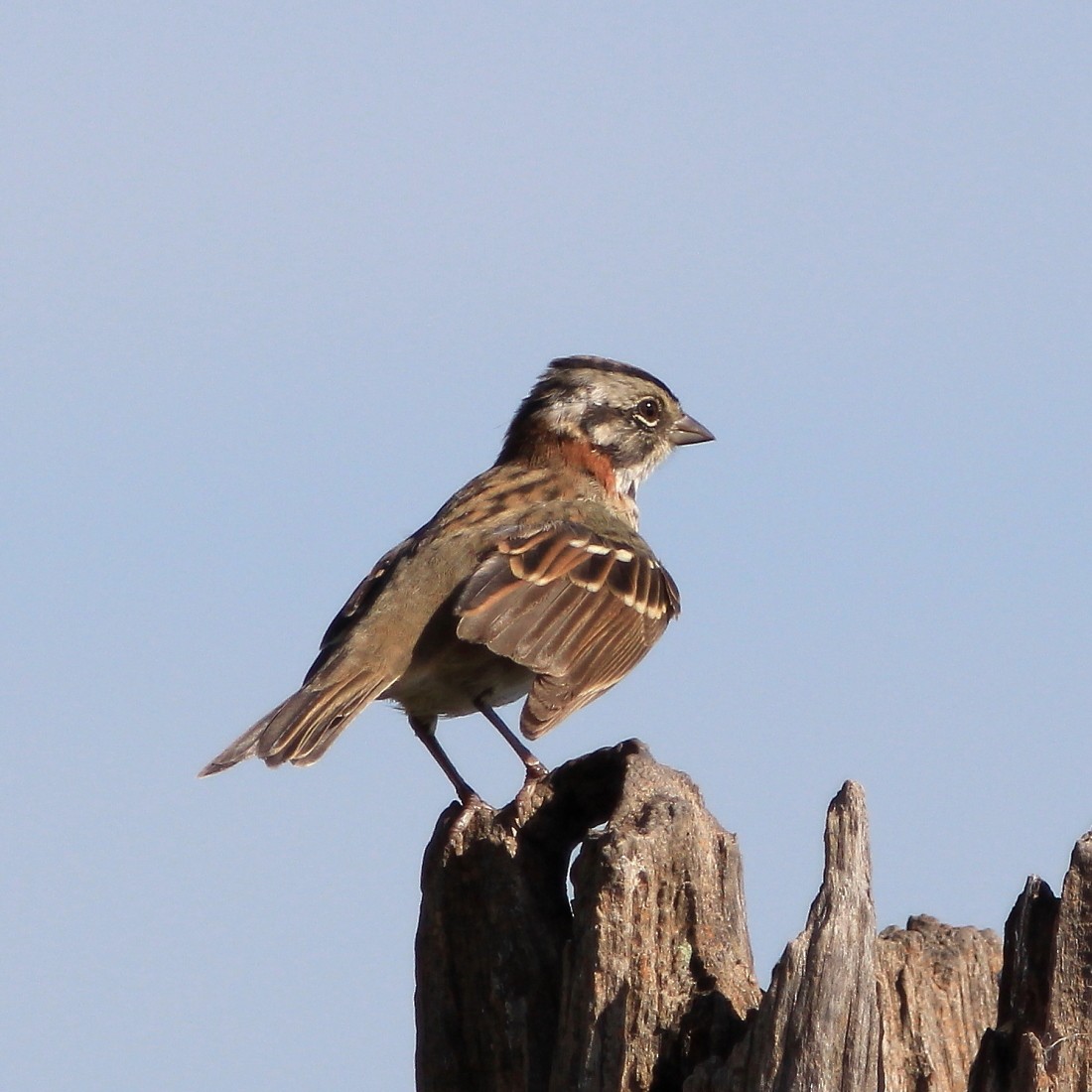 Rufous-collared Sparrow - ML206054001