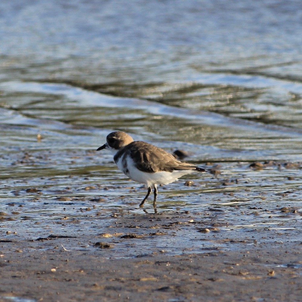 Two-banded Plover - Kees (C.J.G.) Scharringa