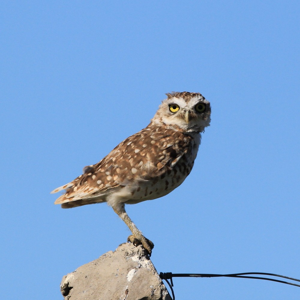 Burrowing Owl - Kees (C.J.G.) Scharringa