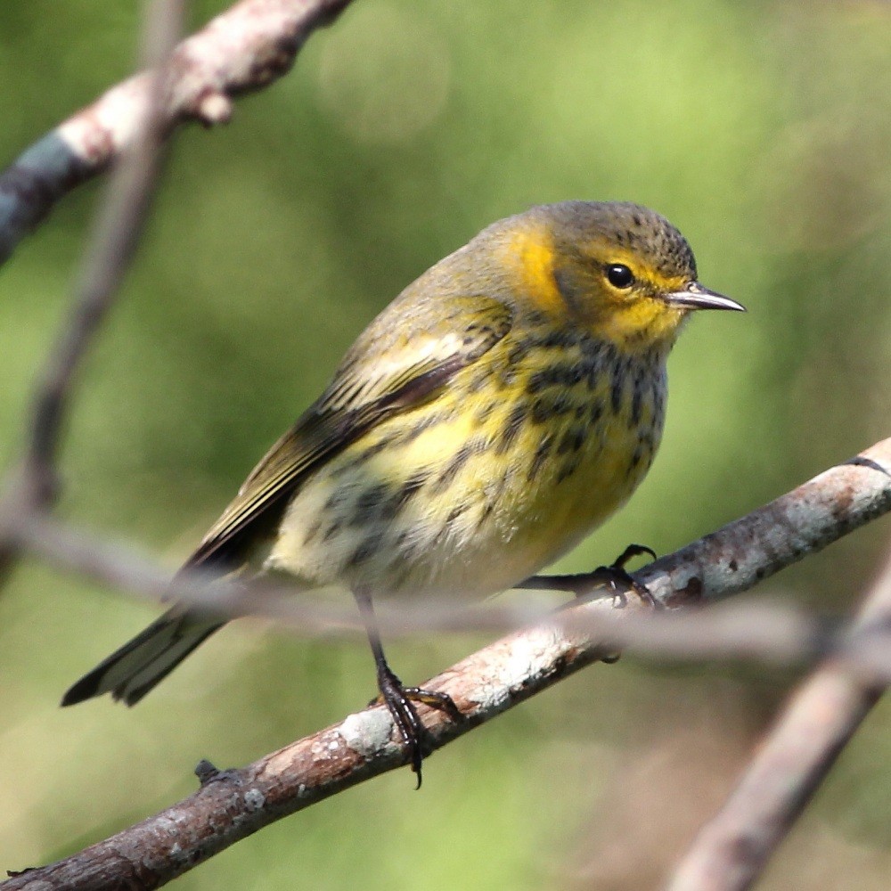 Cape May Warbler - ML206054261