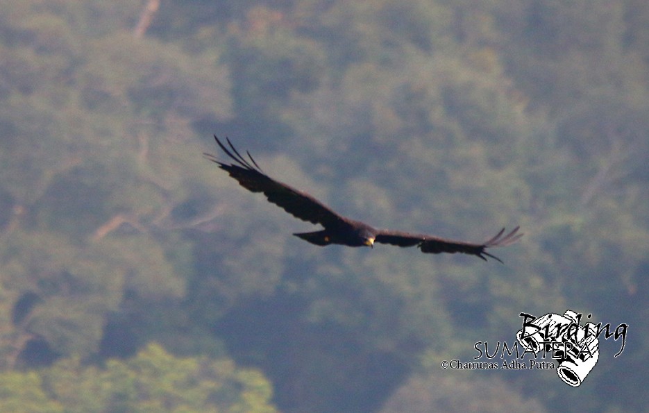Black Eagle - Chairunas Adha Putra