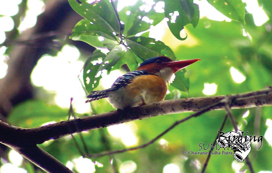 Banded Kingfisher (Banded) - Chairunas Adha Putra