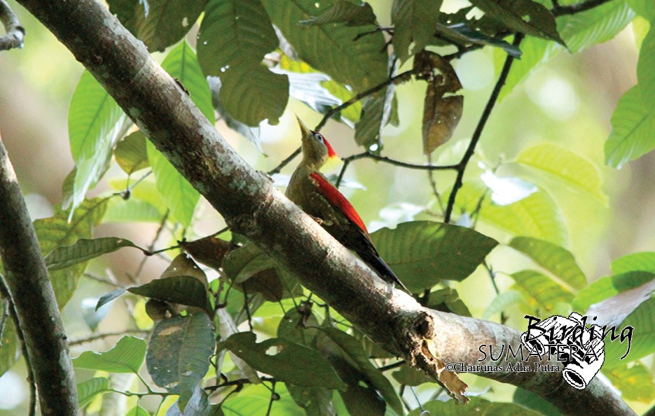 Crimson-winged Woodpecker - Chairunas Adha Putra