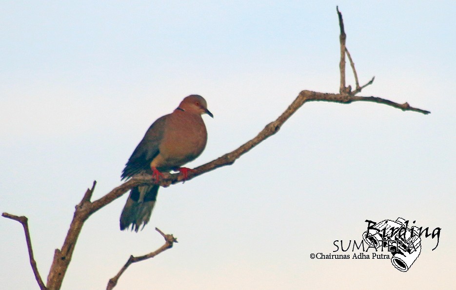 Sunda Collared-Dove - Chairunas Adha Putra