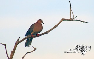 Sunda Collared-Dove, ML206054951