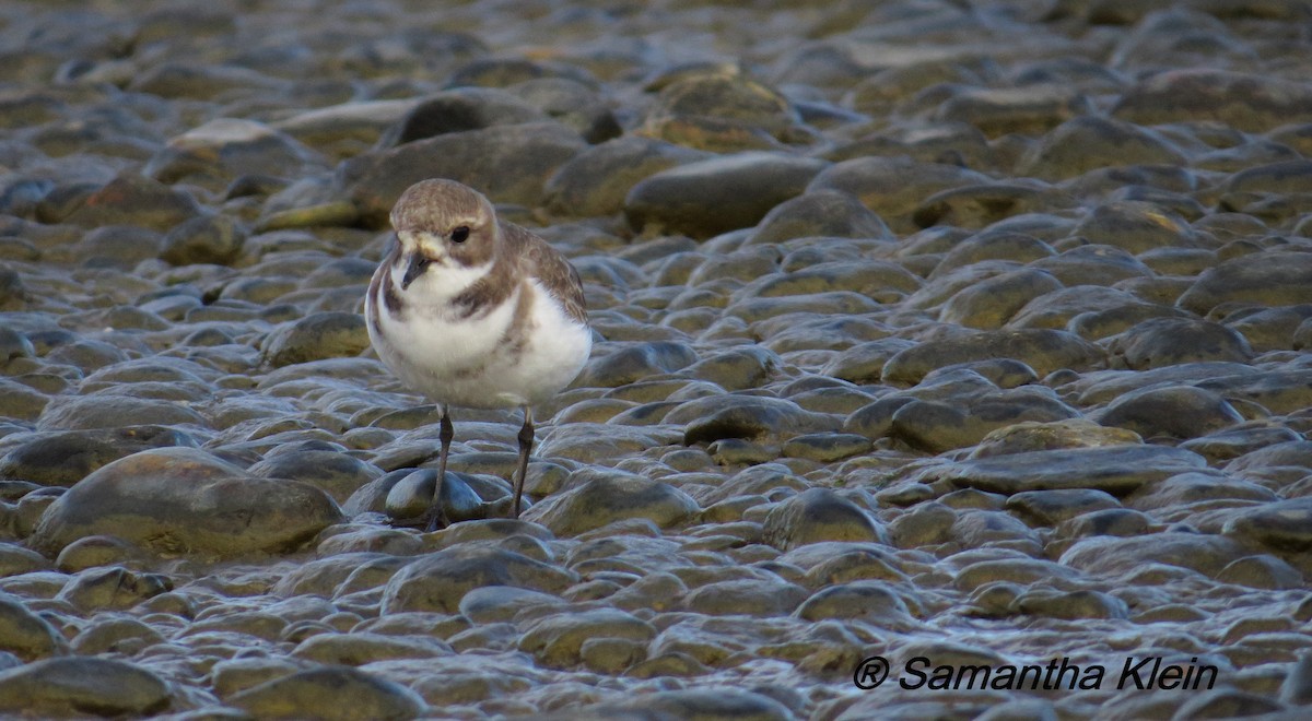 Two-banded Plover - Samantha Klein