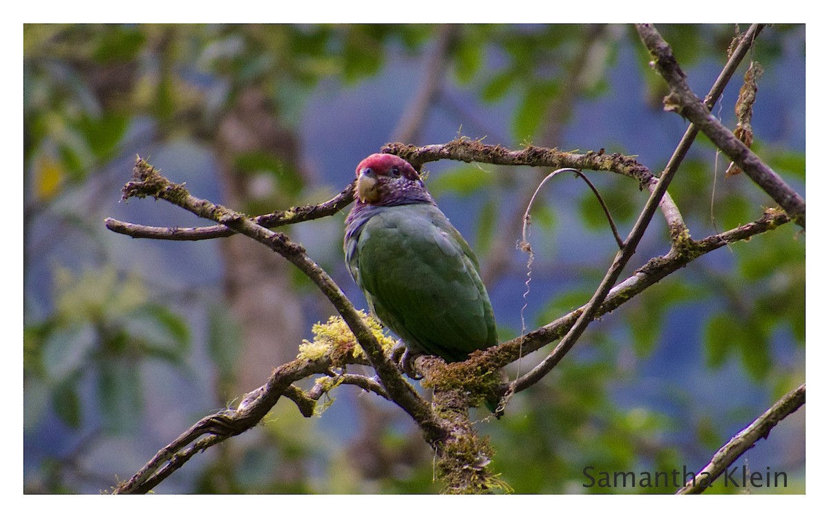 Speckle-faced Parrot (Plum-crowned) - Samantha Klein