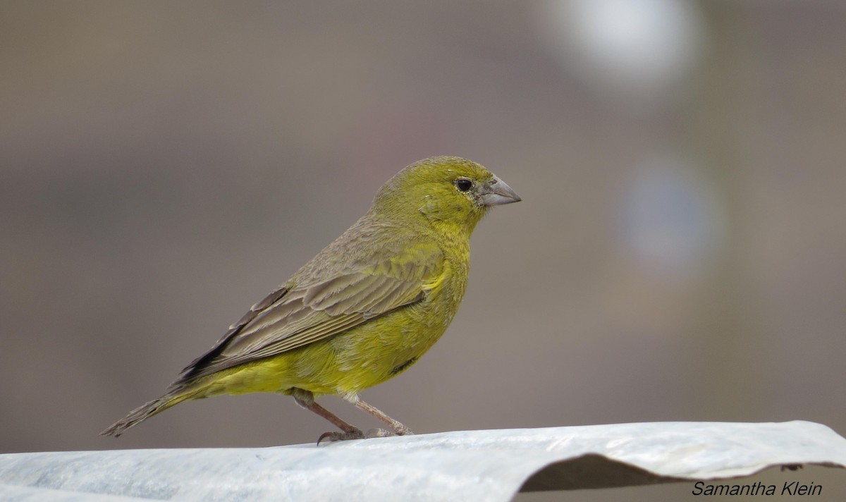 Greenish Yellow-Finch - ML206055651