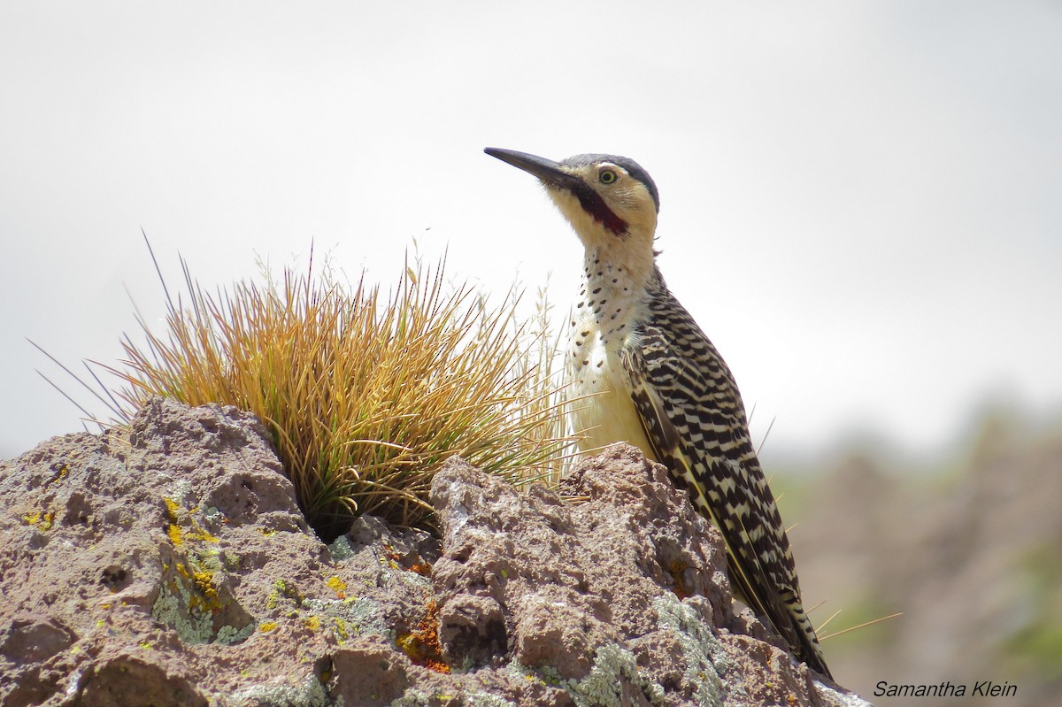 Andean Flicker (Southern) - ML206055681