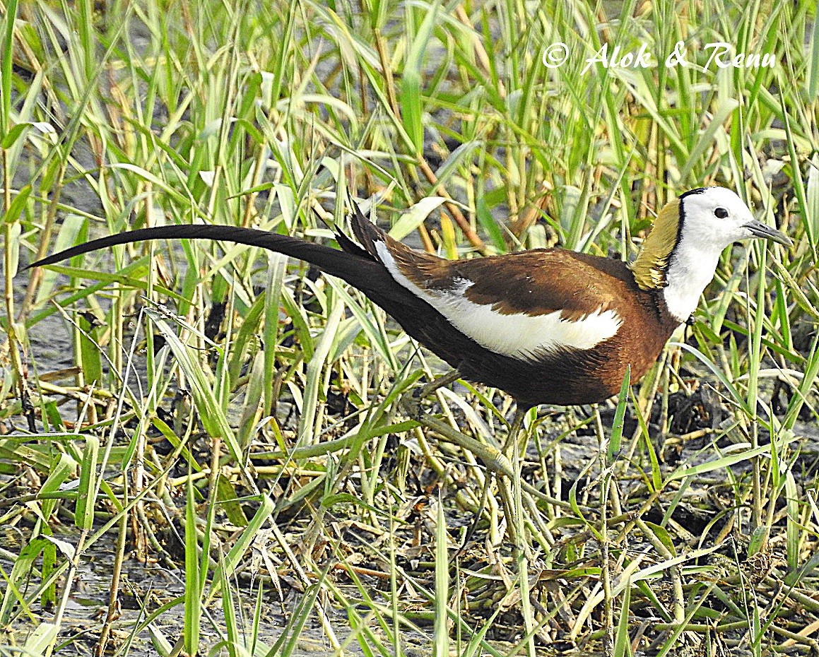Pheasant-tailed Jacana - Alok Tewari