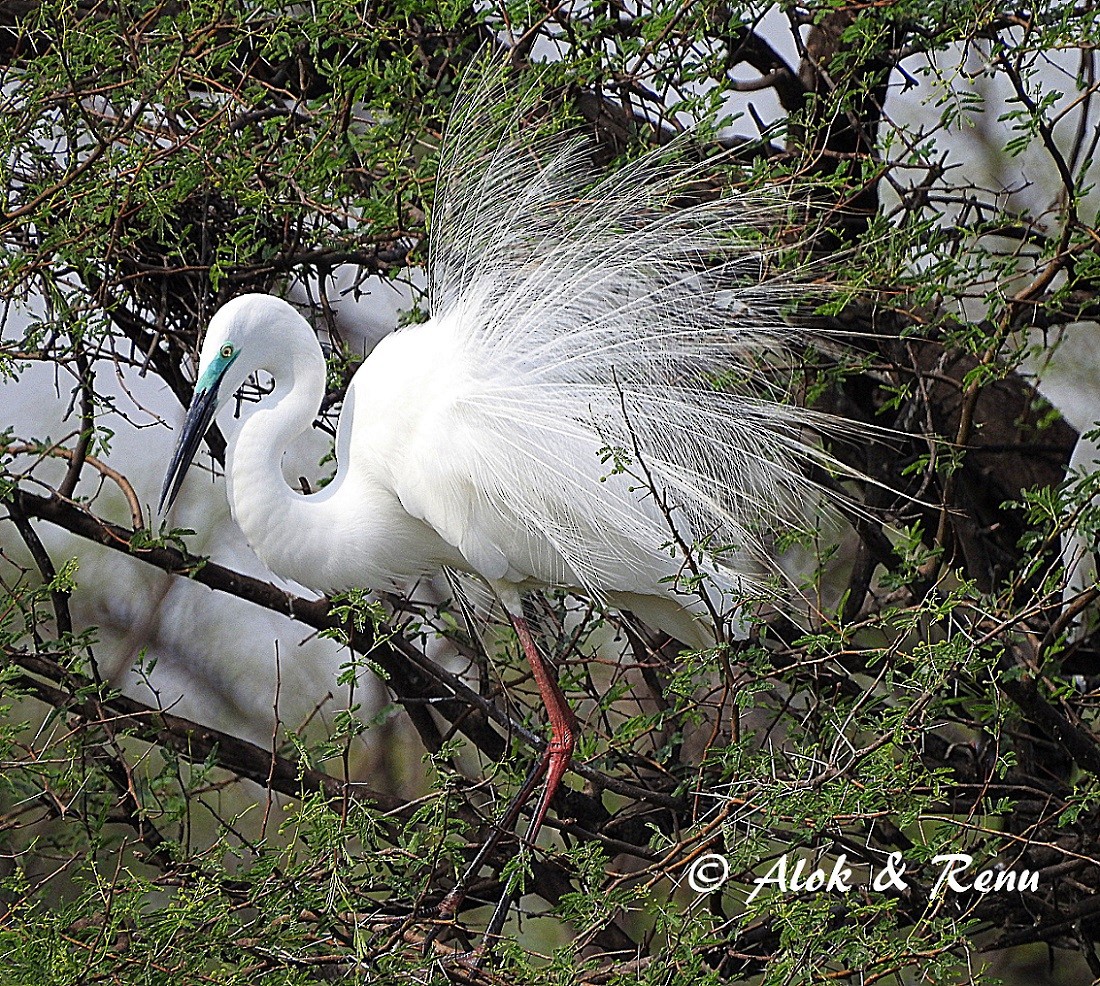 Great Egret (modesta) - Alok Tewari